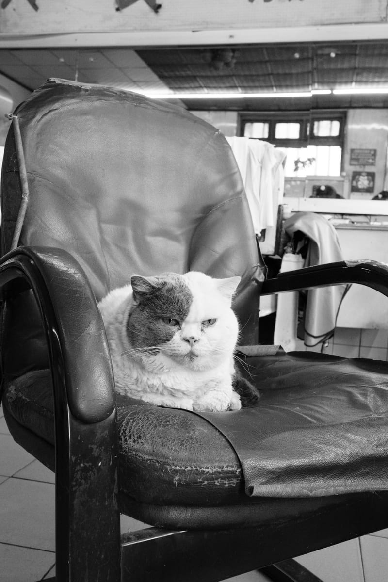 Black and white: a cat curled up on a worn barber's chair